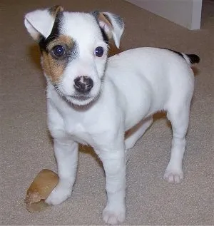 Jazmine, a black and white and tan Parson Russell Terrier puppy with rose ears, chewing a hoof toy on a carpet