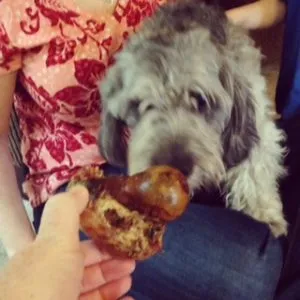 Jazz the Yorkshire Terrier