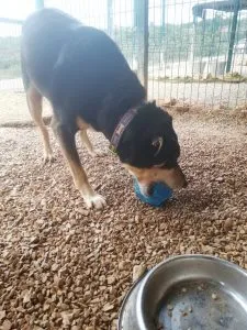 Jean enthusiastically biting the durable Kong Rewards Ball, highlighting its bouncy and chew-resistant design for powerful large dog chewers