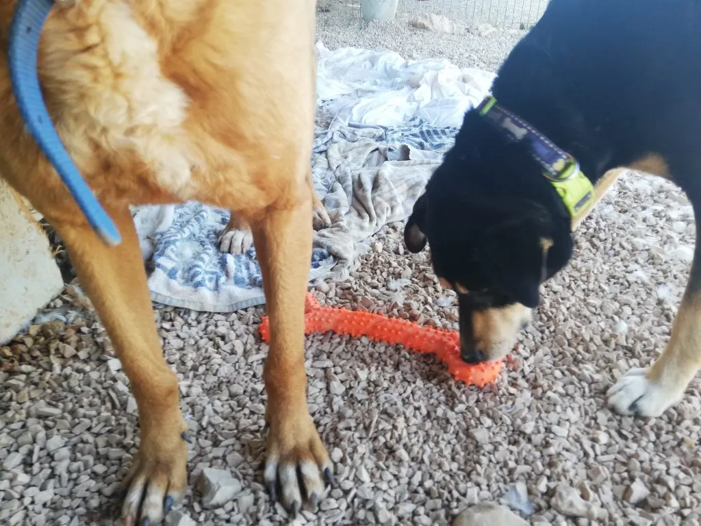 Jean playing fetch with the CyunCmay bone, a fun but not durable dog toy