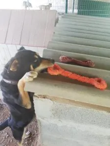 Jean the dog chewing an orange bone toy