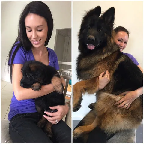 Jesse the German Shepherd puppy at 6 weeks and fully grown at 1 year old