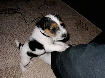 Jester, a playful tricolor Parson Russell Terrier puppy with black and tan markings, jumping on an owner's foot at 7 weeks old