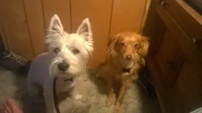 Joe Ozier, a dog trainer, working with a dog in a home environment.