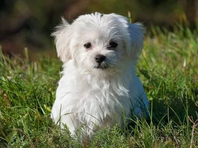 Joe Ozier working with a dog on a leash