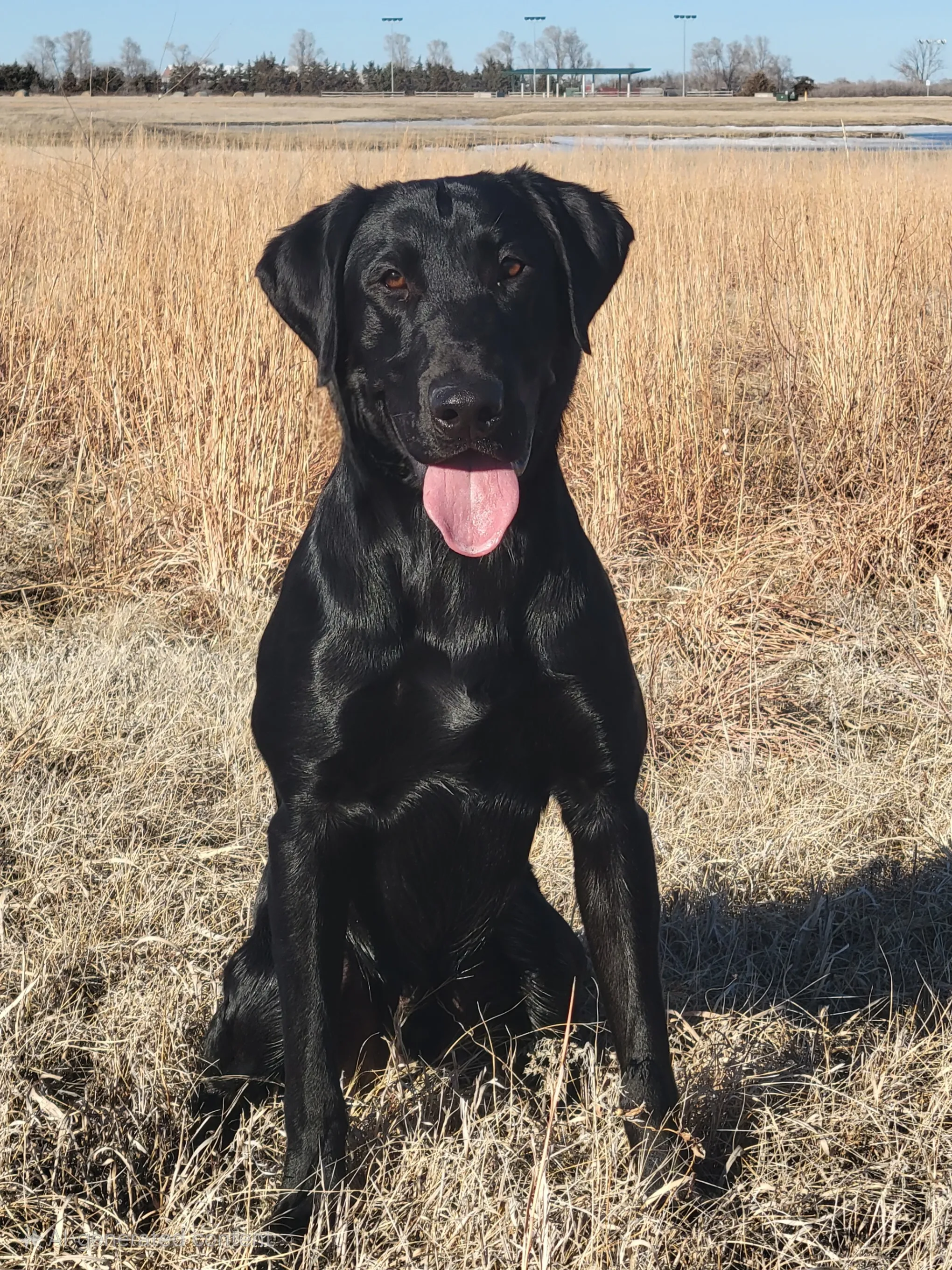 Johnny Eddy QA2, a black Labrador Retriever stud from Hastings, NE