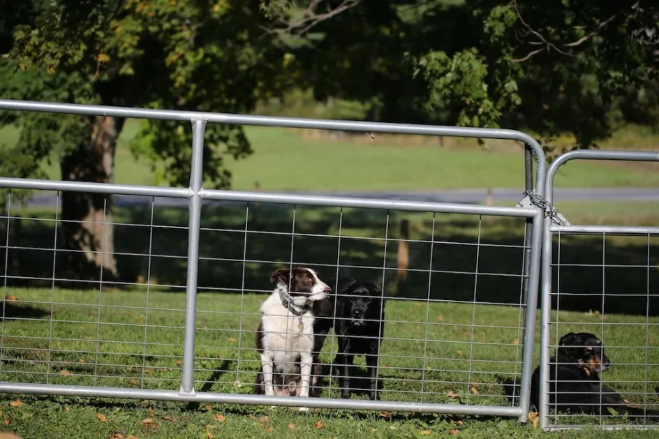 Jon Katz with his beloved working Border Collie, Red, and gentle Black Labrador, Lenore, symbolizing 'The Dogs of Bedlam Farm'