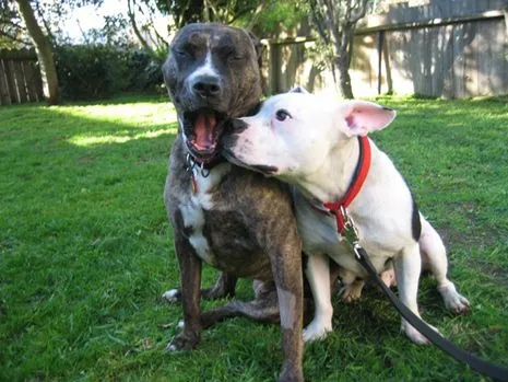 Jonny Justice is now an adored pet and works as a therapy dog in the Paws for Tales reading program in San Mateo...