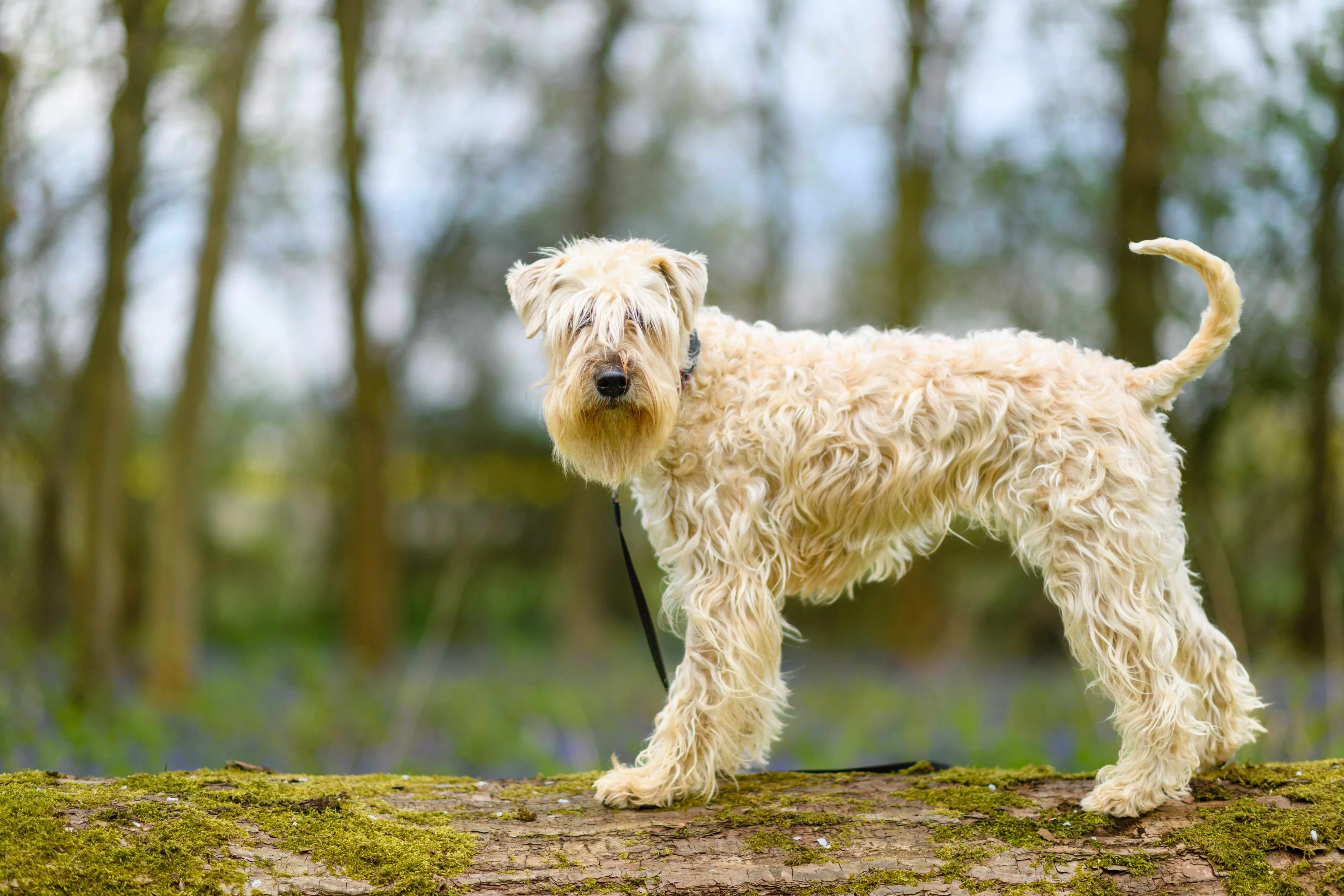 Joyful Soft Coated Wheaten Terrier with a silky, non-shedding coat balancing on a log