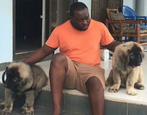 Kane and Abel the Caucasian Shepherd puppies are sitting on each side of a man on a back porch