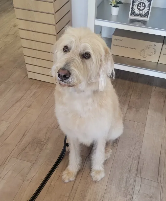 Kasey, a golden Labradoodle service dog, sits patiently during training, embodying the focus of great working dogs.