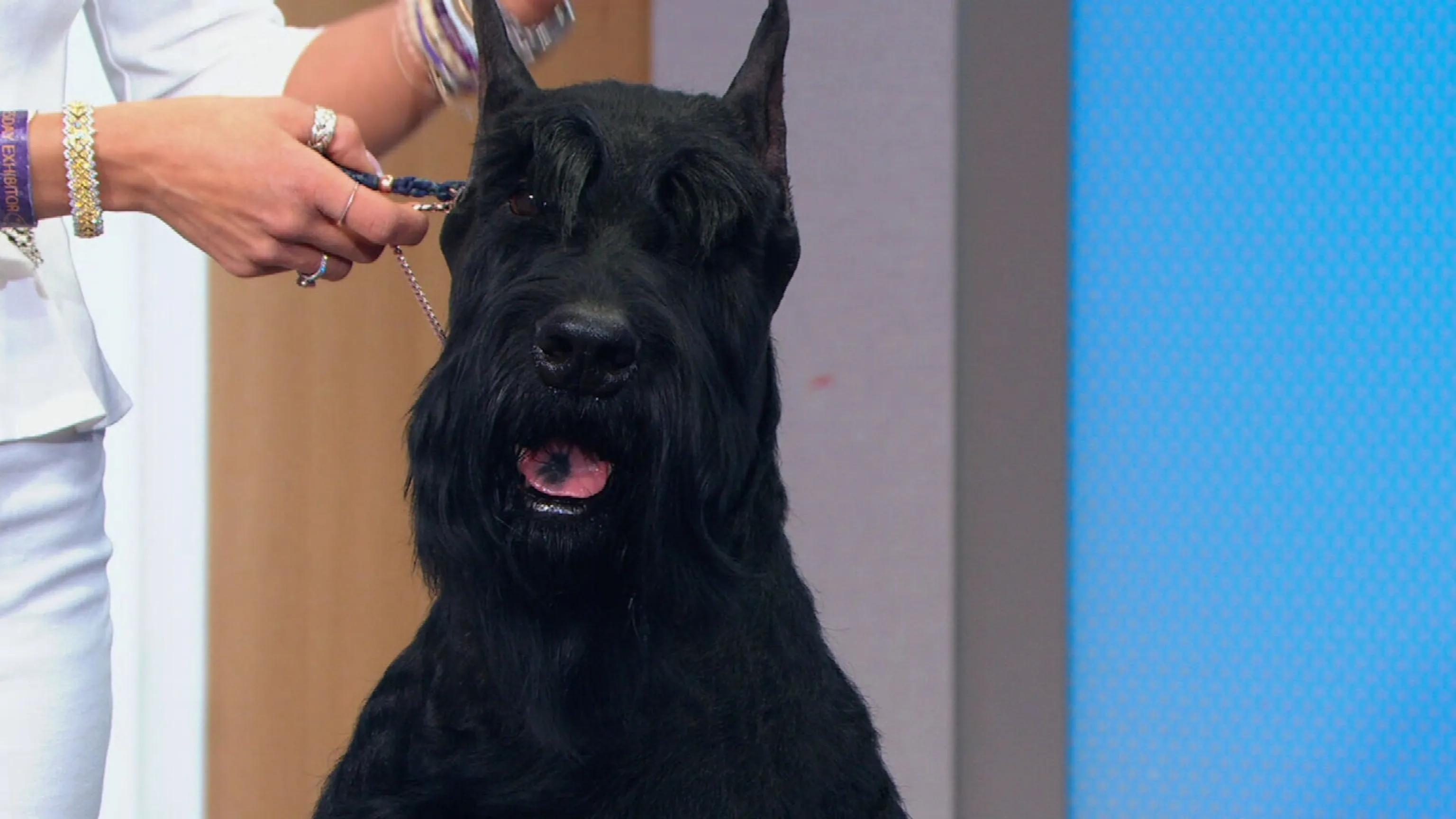 Katie Bernardin embracing her champion Giant Schnauzer, Monty, during a television interview after his Westminster win