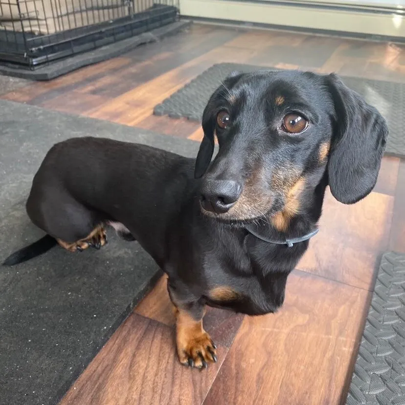 Kermit, a charming miniature dapple dachshund, with a playful look.