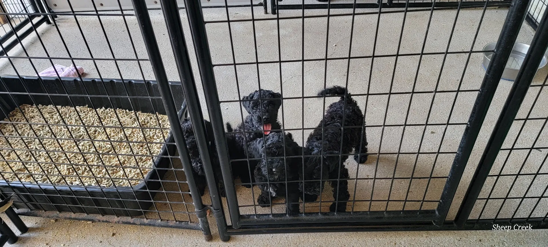 Kerry Blue Terrier puppies learning litter box training in a clean enclosure, demonstrating early development