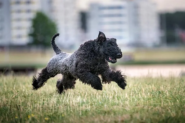 Kerry Blue Terrier running in a park, showcasing its energetic stride and unique blue-gray, low-shedding coat.
