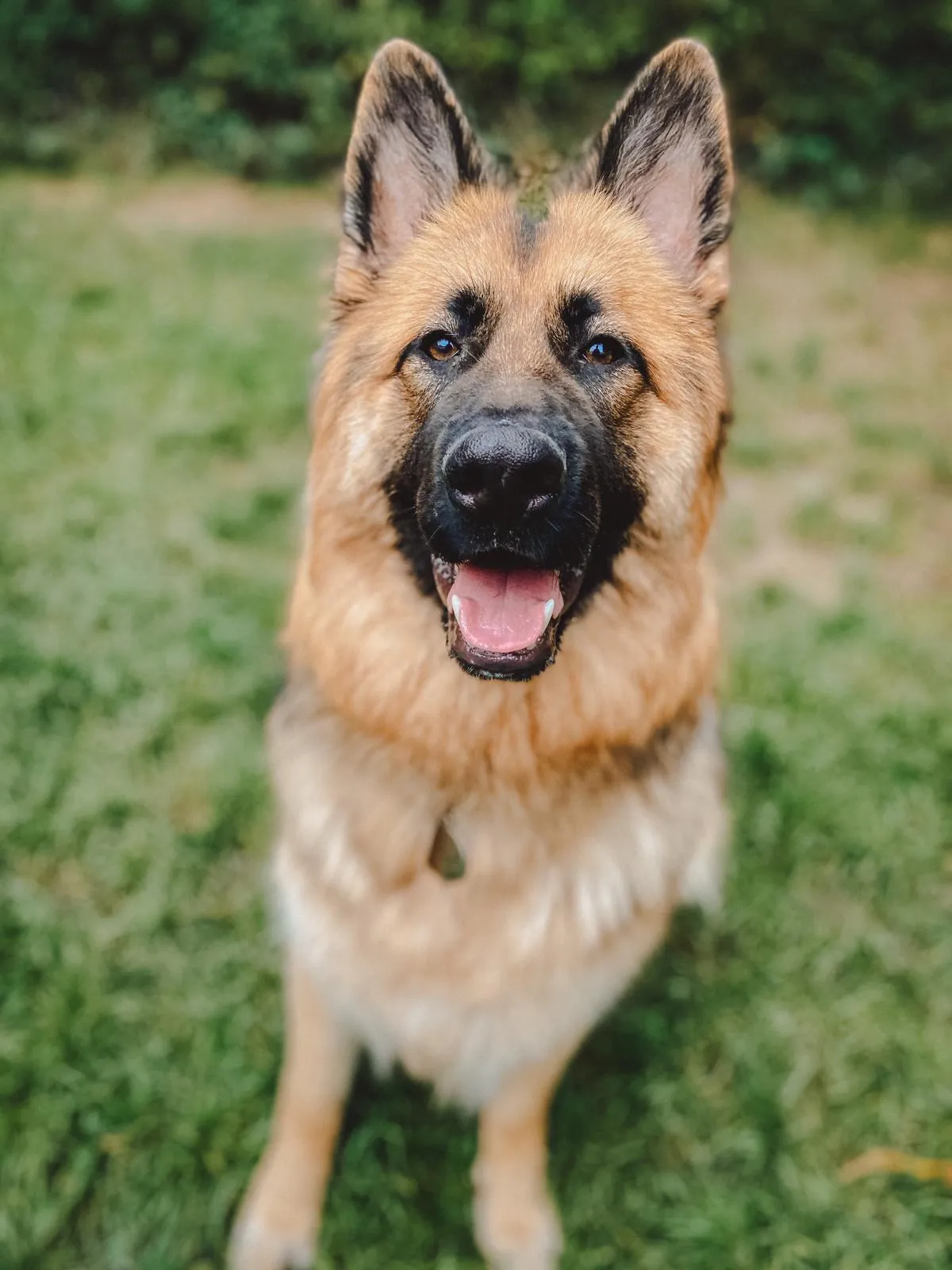 Kia, a large playful dog, happily interacting at Daily Dog Digs dog daycare