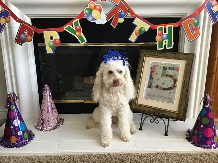 Kiah, a Labradoodle celebrating her 15th birthday, still going strong despite some hearing loss.