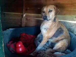 Kilo, initially perplexed, trying to understand the Kong Wobbler interactive dog toy