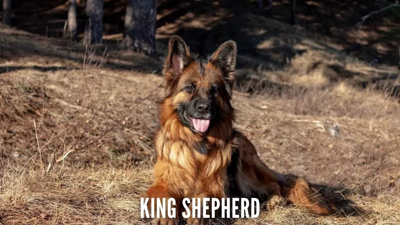 King Shepherd Dog
