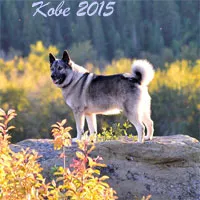 Kobe, a stunning male Norwegian Elkhound from Kamia Kennels