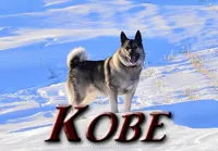 Kobe the Norwegian Elkhound as a robust two-year-old male