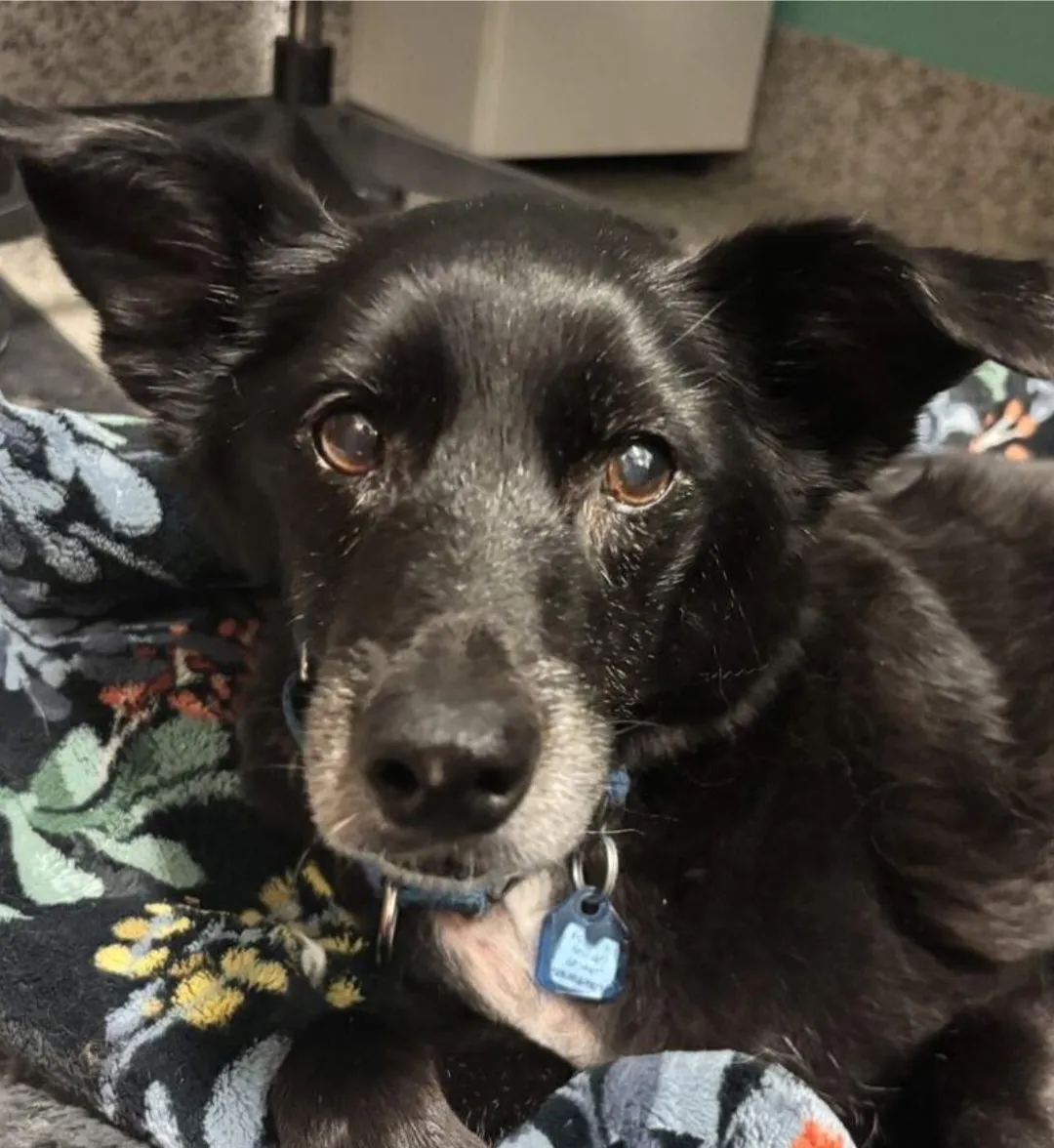 Koda, a delightful 16-year-old 24.2-pound Kelpie from Golden, CO, who loves naps and quiet