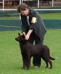 Koko as a showdog
