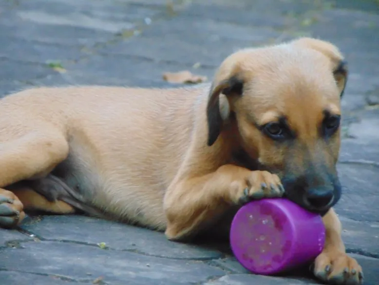 Kombai dog breed profile