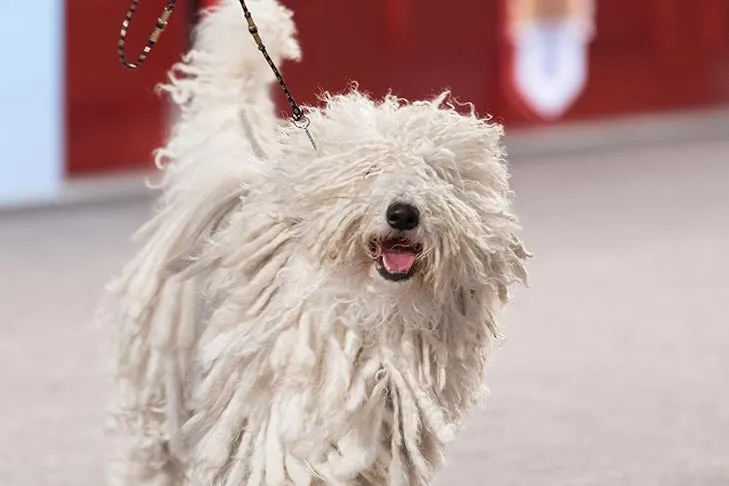 Komondor at the 2016 AKC National Championship, its cords providing protection as a sheep guardian.