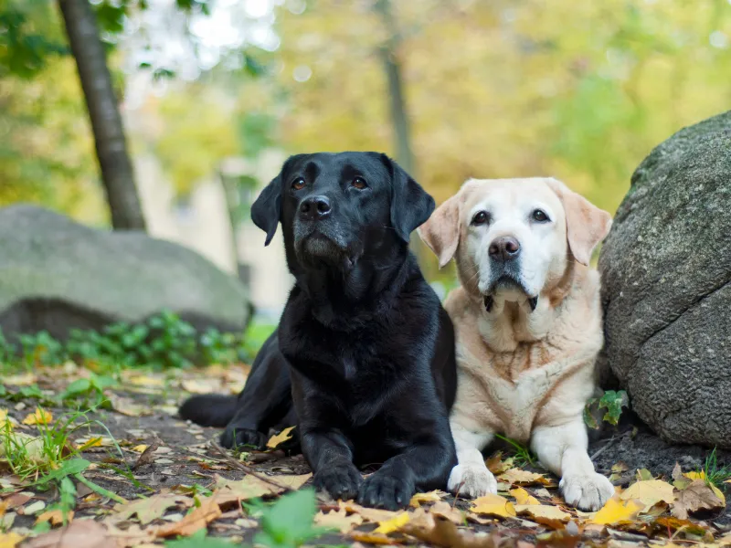 Labrador enjoying outdoor activity