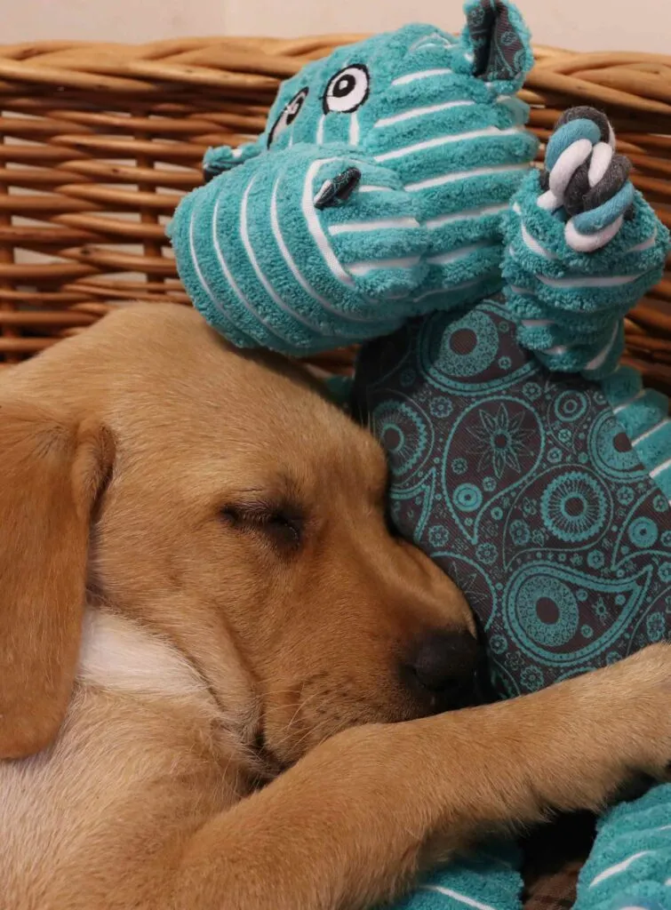 Labrador puppy Bonnie cuddling a cute Kong Floppy Knots Hippo toy