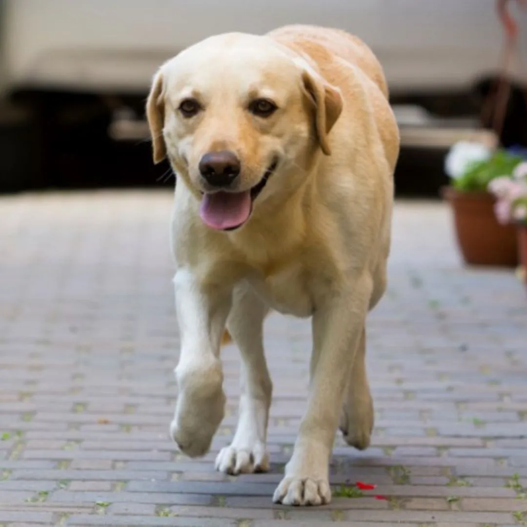 Labrador Retriever dog sitting patiently
