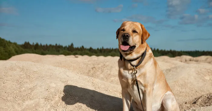 Labrador Retriever puppy playing outdoors