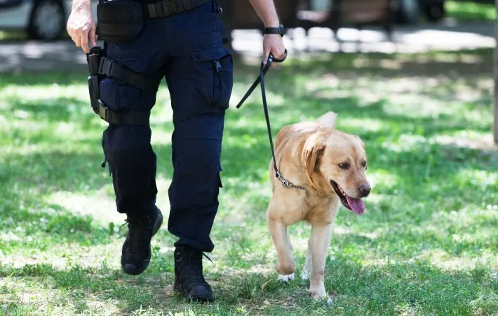 labrador retriever with police officer