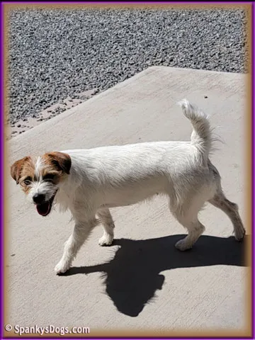 Lady, a energetic tri-color rough coat JRT for sale
