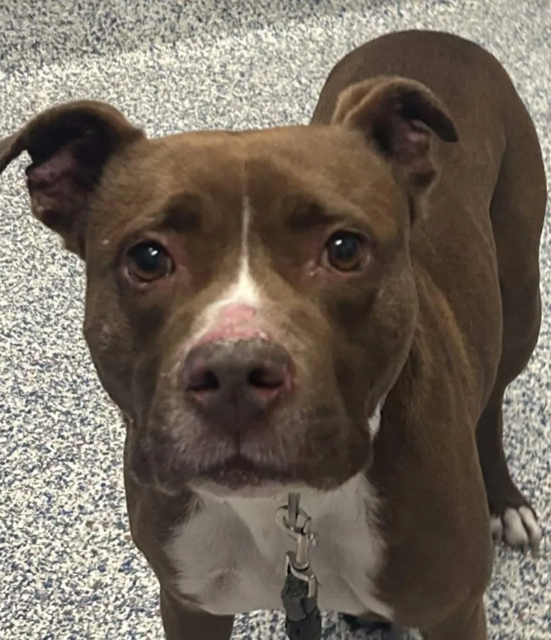 Lady, a gentle 10-year-old 44-pound American Pit Bull Terrier from Golden, CO, enjoying a quiet life