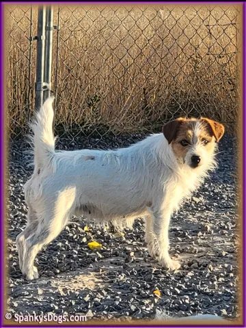 Lady, a tri-color rough coat Jack Russell Terrier mom, available for sale and seeking a quiet home.