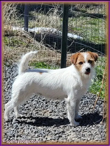 Lady, Jack Russell Terrier for sale