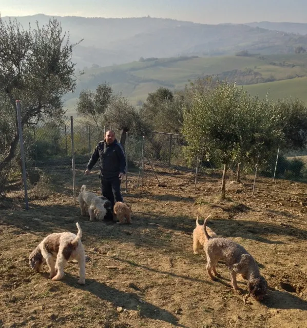 Lagotto Romagnolo dogs eagerly digging during a truffle hunt