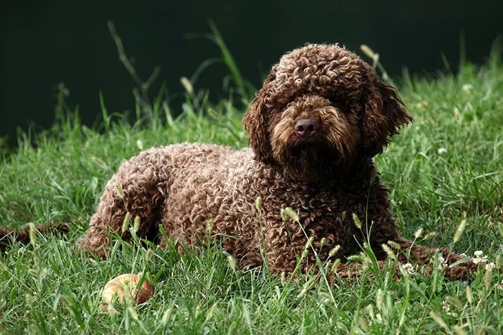 Lagotto Romagnolo laying down in the grass, featuring its distinctive curly, woolly, non-shedding coat and calm expression.