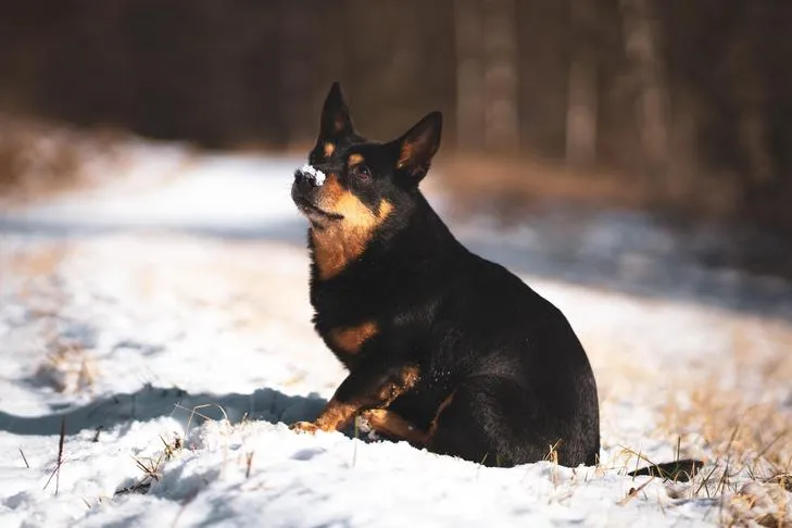 Lancashire Heeler puppy struggling with potty training in snowy weather