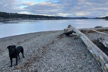 Laptop screen showing the TrustedHousesitters website, a popular platform for individuals looking to work as a pet sitter and find house sitting opportunities.