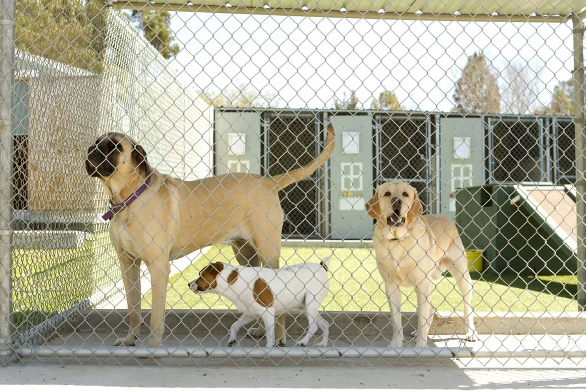 Large and small dogs in a pet boarding facility