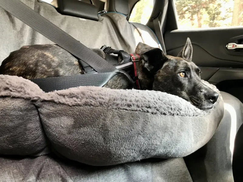 Large brindle dog buckled safely in a car with the versatile Sleepypod Clickit Terrain car seat belt harness.