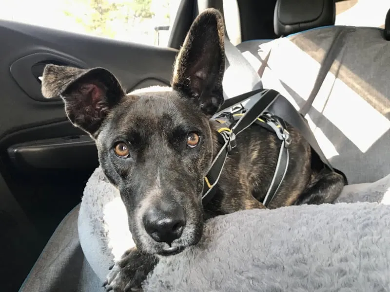 Large brindle dog buckled safely in the car with the Kurgo Impact car seat belt, emphasizing a secure fit.