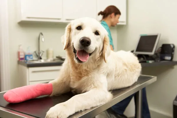 Large dog with a bandaged leg resting post-Tibial Plateau Leveling Osteotomy (TPLO) surgery