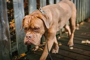 Large, majestic Mastiff with a dark muzzle, a gentle giant with low energy.