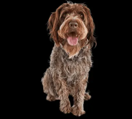 Large Pointing Griffon dog showcasing its clean, brushed coat