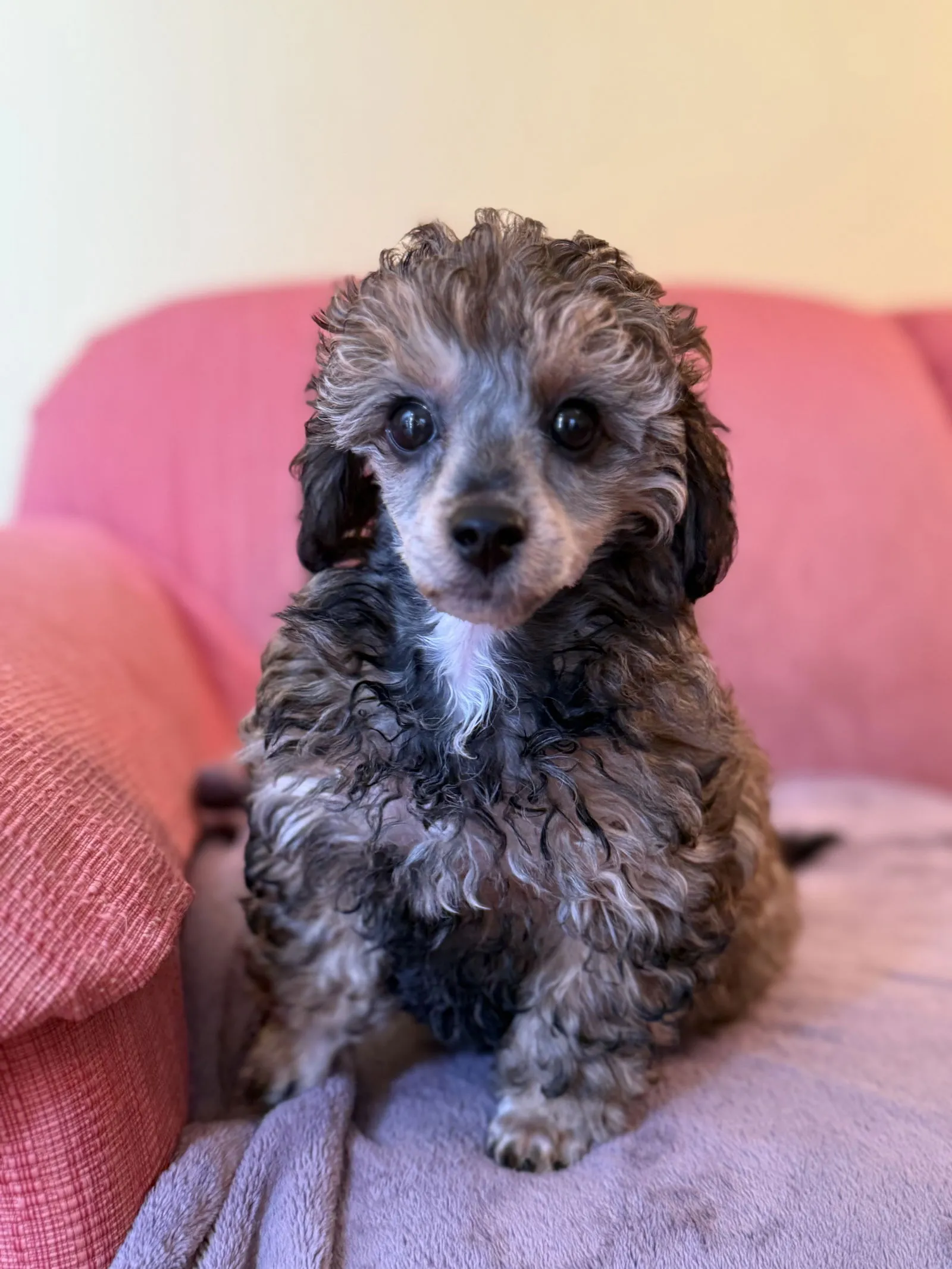 Laurel, a sweet Miniature Poodle mix with a short coat seeking her forever home