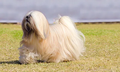 Lavishly coated Lhasa Apso